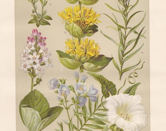 Gentiana lutea Great Yellow Gentian Marsh GENTIAN 1927 Beautiful European CENATAURY SPRING Gentian Original Antique Chromolithograph