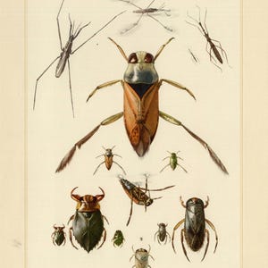 May include: A vintage illustration of various insects, including water striders and beetles. The insects are depicted in detail with a range of colors, including brown, green, and black, against a cream-colored background. The text "Heteroptera (1)" is visible.