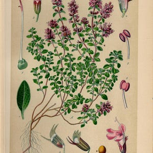 STAMPA DI TIMO SELVATICO Litografia d&#39;epoca del 1894