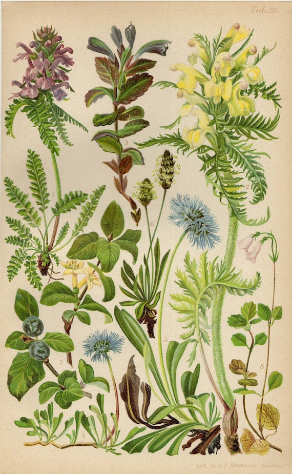 HONEYSUCKLE LOUSEWORT DAISY Vintage Lithograph From 1905 - Etsy