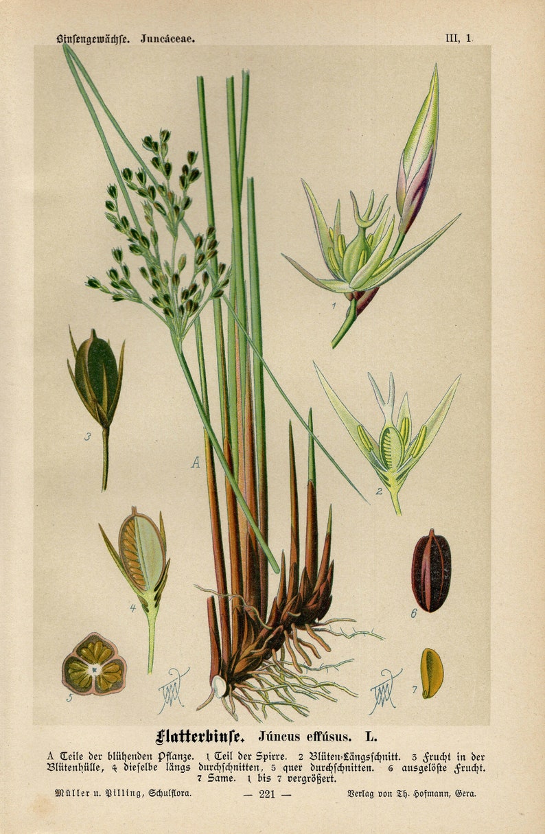 SOFT RUSH Print Vintage lithograph from 1894 SOFT RUSH Print Vintage lithograph from 1894