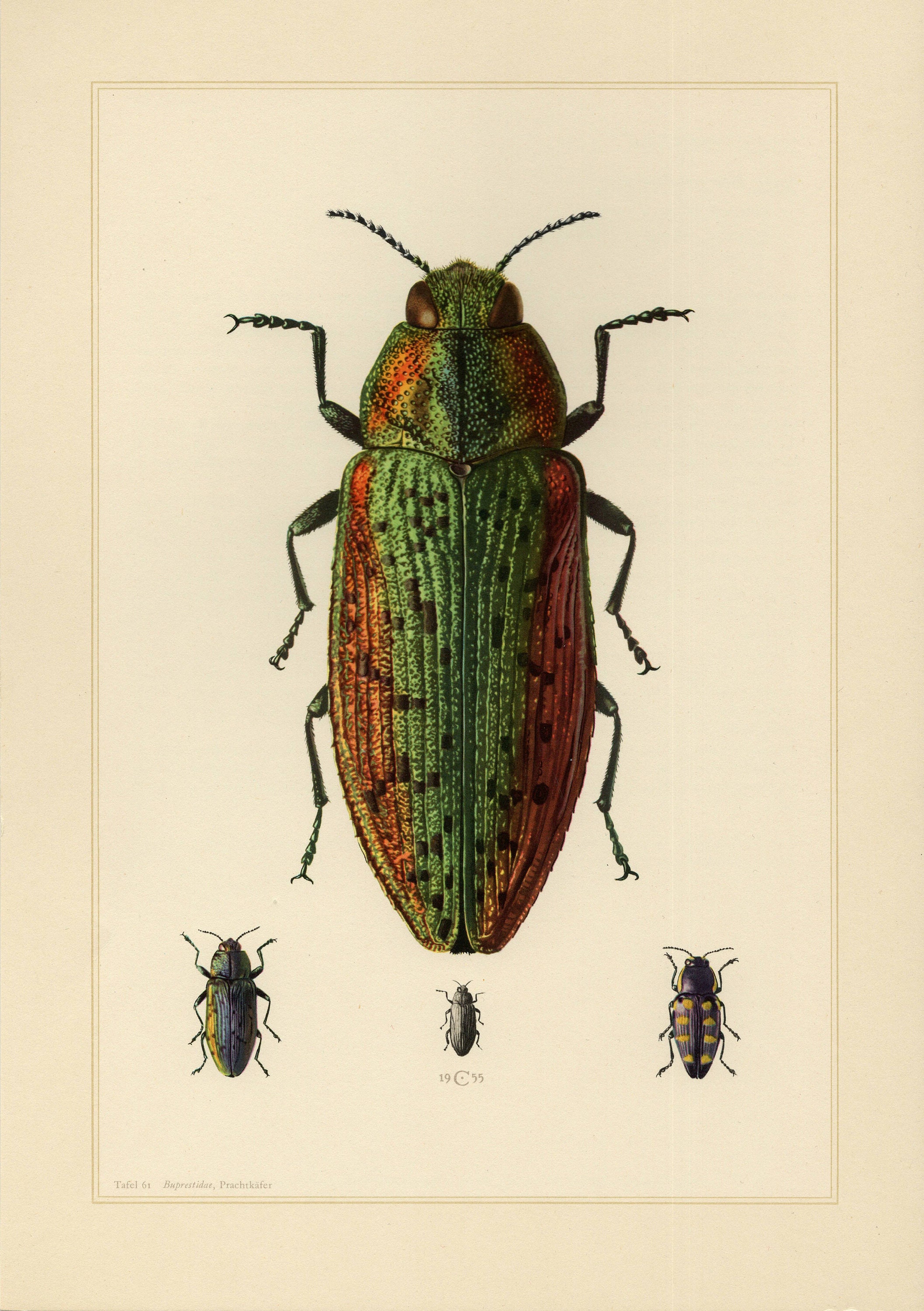 JEWEL BEETLE PRINT Vintage lithograph from 1955