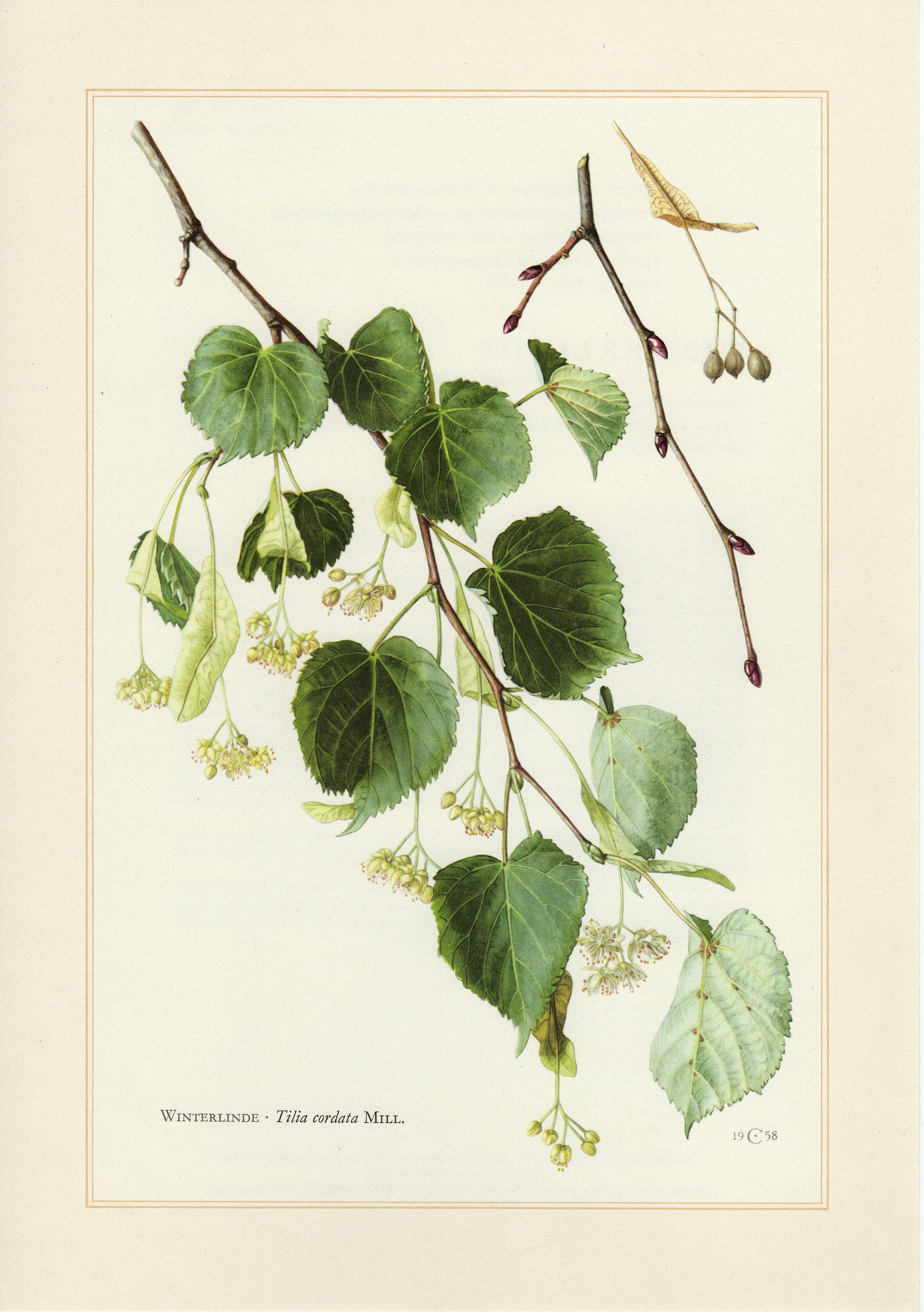 Гербарий липы. Липа сердцевидная Tilia cordata. Липа сердцевидная гербарий. Липа мелколистная ботаника. Липа сердцевидная Ботанический рисунок