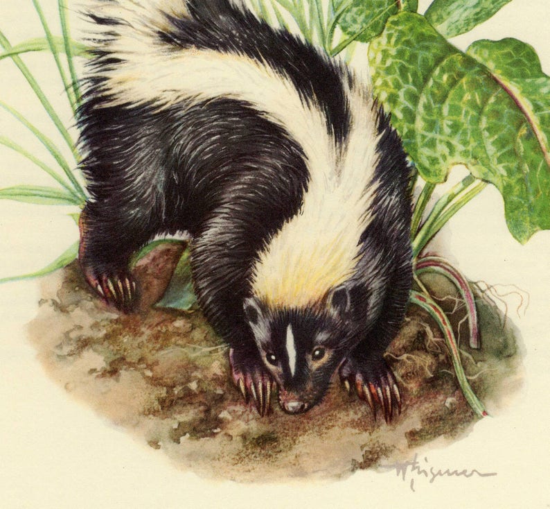 STRIPED SKUNK vintage lithograph from 1956 | Etsy