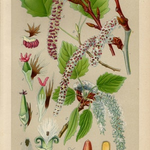 ASPEN Print Vintage lithograph from 1894