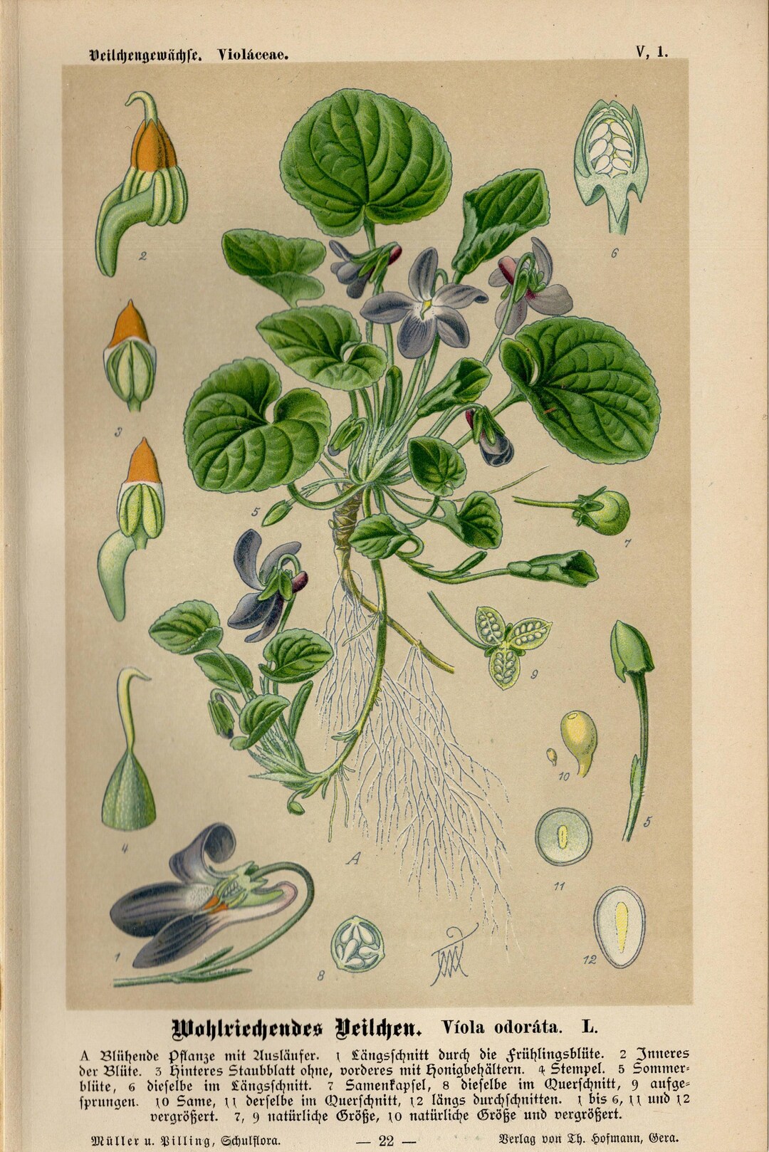 VIOLA VIOLET PRINT Vintage Lithograph From 1894 - Etsy