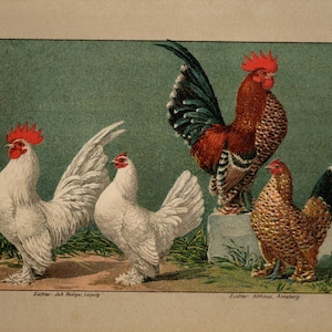 Litografía vintage de 1899