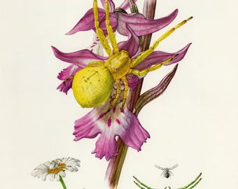 CRAB SPIDER PRINT Vintage lithograph from 1957