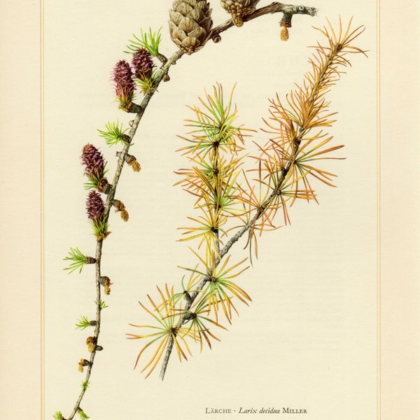 LARCH TREE PRINT Vintage lithograph from 1958