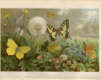 BUTTERFLY PRINT antique lithograph from 1892
