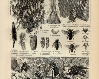 BEE BEES PRINT Engraving from 1905