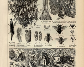 BEE BIENEN DRUCK Kupferstich von 1905