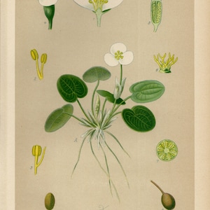 Op de afbeelding: Vintage botanische illustratie van kikkerbeet (Hydrocharis morsus-ranae), met gedetailleerde tekeningen van de bloemen, bladeren en zaden van de plant. De afbeelding bevat gelabelde diagrammen van de plantendelen, met de tekst "Froschbik" bovenaan.