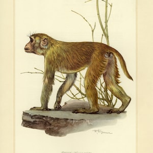 May include: A vintage illustration of a rhesus macaque monkey. The monkey is shown in profile, with brown and yellow fur, standing on a rock. The artwork includes thin branches and the scientific name, "Rhesus - Macaca mulatta."