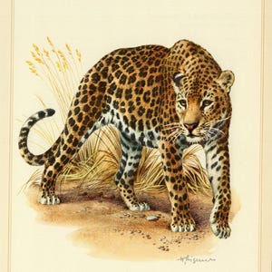 Puede incluir: Ilustración vintage de un leopardo, Panthera pardus, en un estilo naturalista. El leopardo tiene un pelaje marrón con manchas negras y se representa en una pose de caminar. La imagen incluye detalles del pelaje, bigotes y la vegetación circundante.