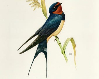 BARN SWALLOW vintage lithograph from 1960