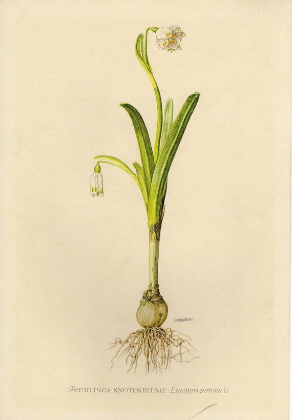 Spring Snowflake Flower Vintage Lithograph From 1955 Etsy