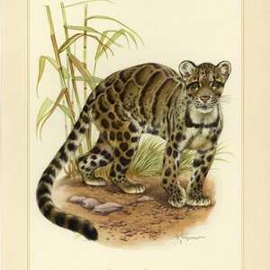 CLOUDED LEOPARD vintage lithograph from 1956