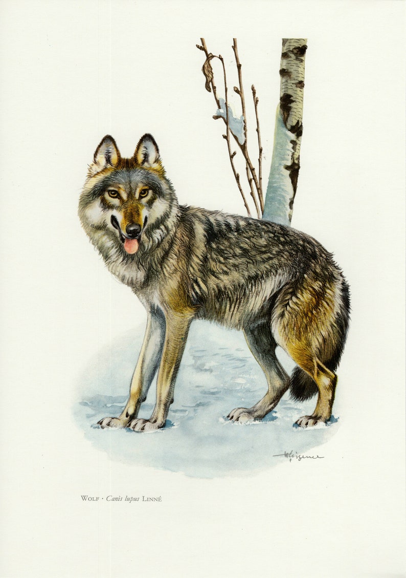 Bildergebnis fÃ¼r indischen grauen Wolf, kostenlosen bilder