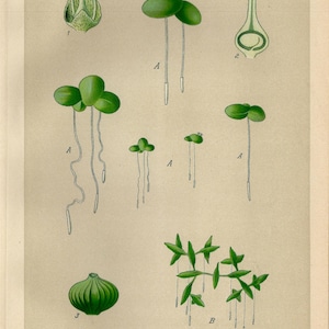 DUCKWEED Print Vintage lithograph from 1894