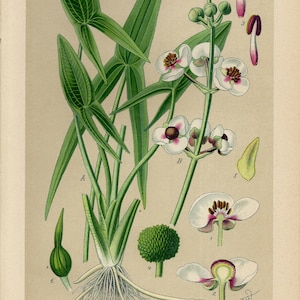 ARROWHEAD Print Vintage lithograph from 1894