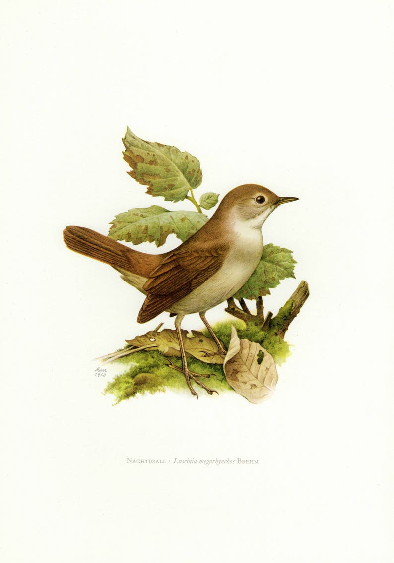 What is the colour of nightingale wings image