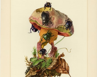 ESCARABAJO PELOTERO PERFORADOR DE TIERRA Litografía vintage de 1956