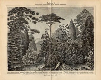 CONIFERS PINALES PRINT Antique Engraving from 1908