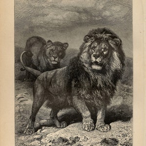 LION COUPLE PRINT Antique engraving from 1890
