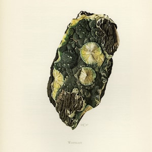 May include: An illustration of a Wavellite mineral specimen. The specimen is dark green and brown with several circular, starburst-like formations in shades of yellow and white. The text "Wavellit" is below the specimen.