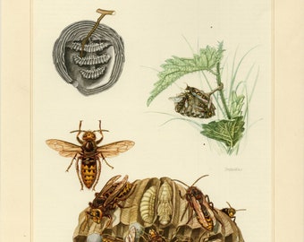 WASP PRINT Vintage lithograph from 1956