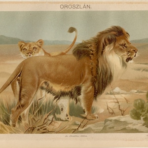 LION PRINT Antique Lithograph from 1895