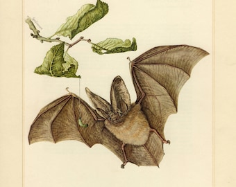 BAT LONG-EARED vintage lithograph from 1956