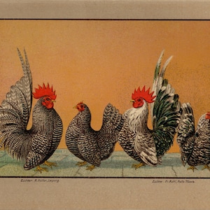 POLLO BANTAM JAPONÉS Litografía vintage de 1899