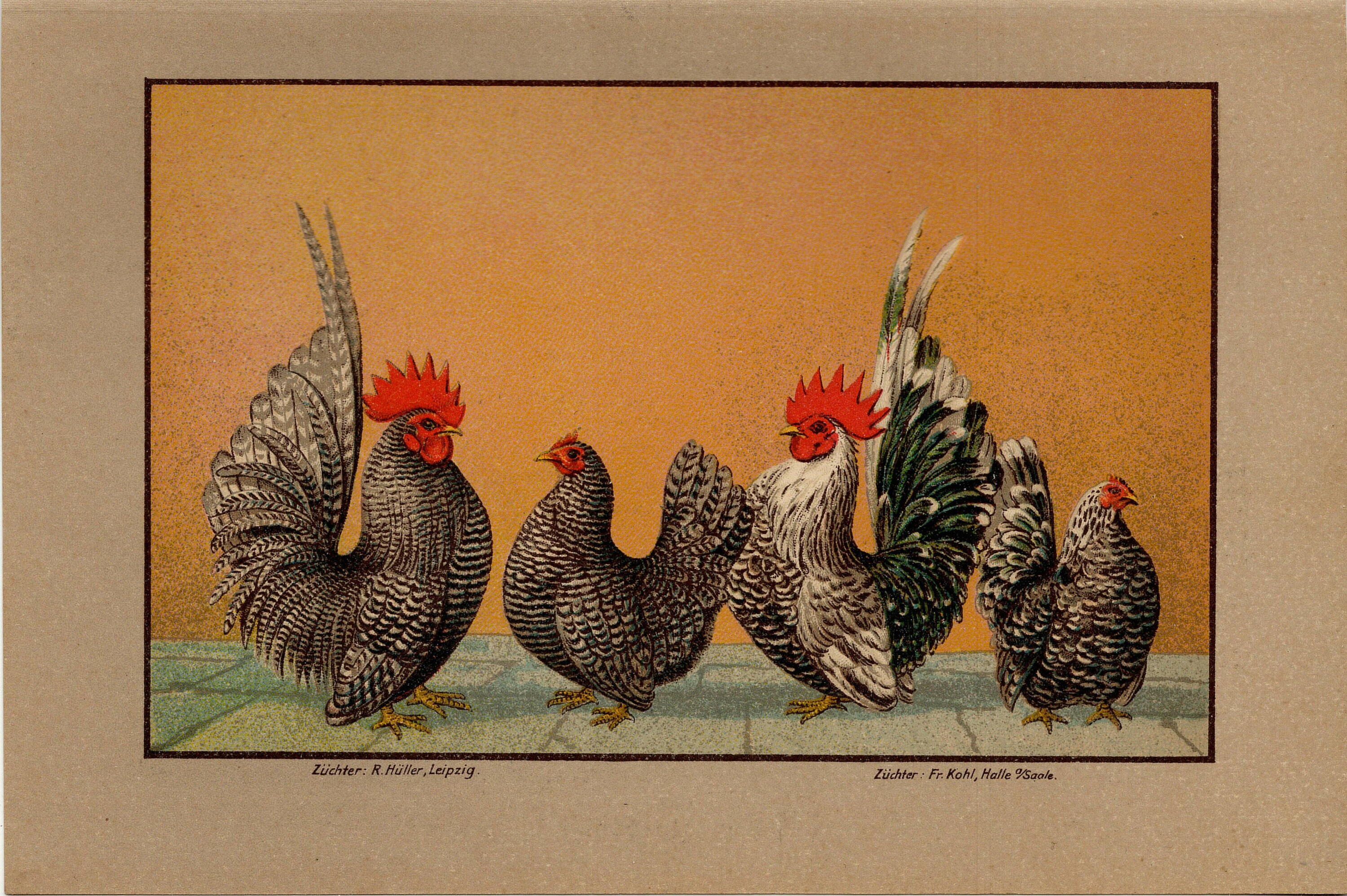 Bantam Japan - Etsy Singapore