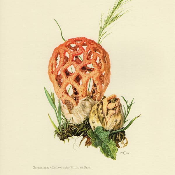 STINKHORN RED CAGE Mushroom Vintage lithograph from 1962