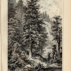 May include: An antique black and white illustration of a forest scene with tall fir trees, a lake, and a waterfall. The image includes text in German, including the title "Tanne I."