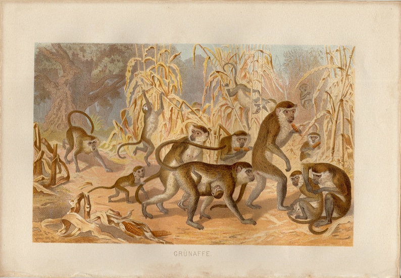 GREEN MONKEY PRINT Antique lithograph from 1883