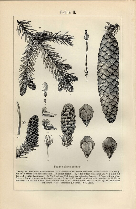 NORWAY SPRUCE TREE Engraving from 1904