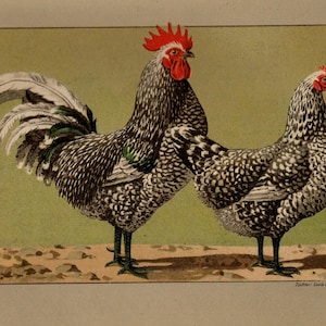 CHICKEN MOTTLED JAVA Chicken Vintage Lithograph from 1899