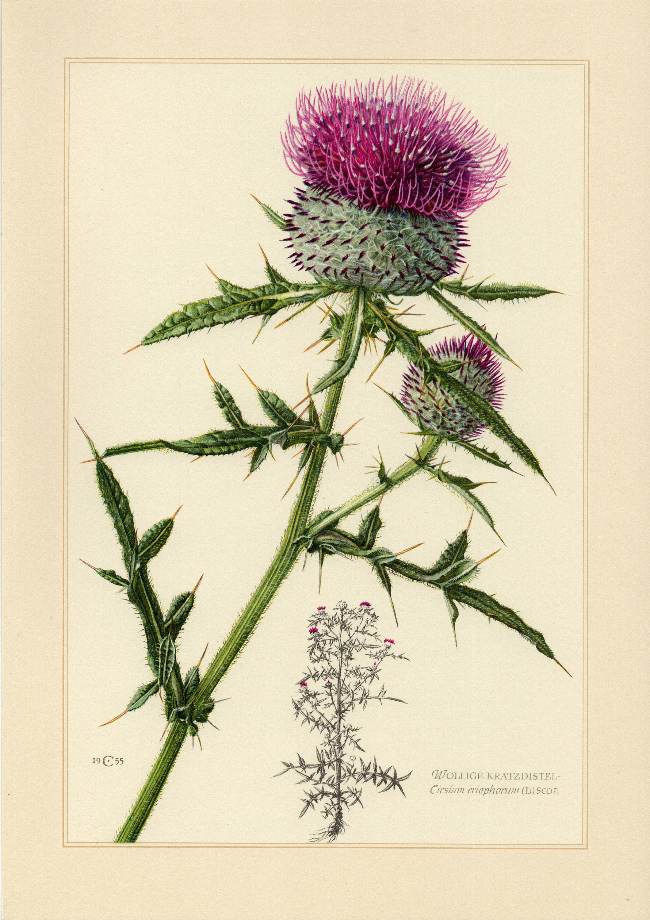 чертополох читать. чертополох курчавый. репей чертополох бодяк. чертополох бессмертник. бодяк (татарник) чертополоховые.