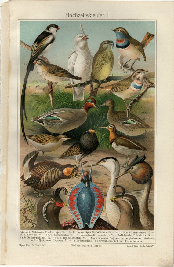 ANIMALS SPEAK COLOR Antique lithograph from 1908