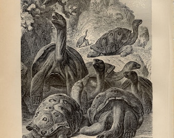 GALAPAGOS GIANT TORTOISE Print antique engraving from 1892