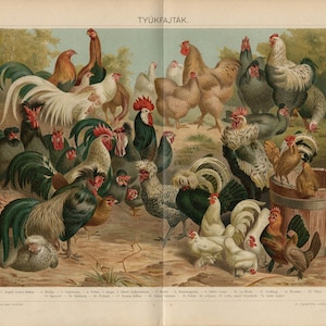 IMPRESIÓN DE RAZAS DE POLLOS Litografía antigua de 1897