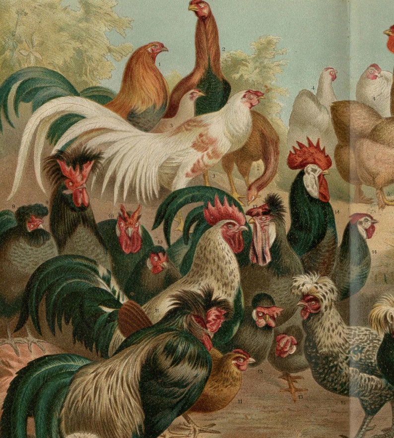 CHICKEN PRINT Antique lithograph from 1897 Etsy