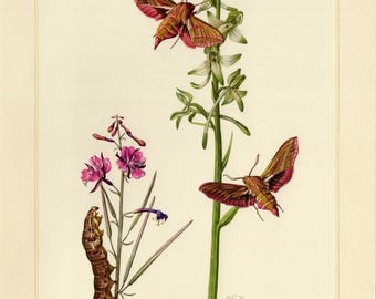 HAWK MOTH PRINT Vintage Lithographie von 1955