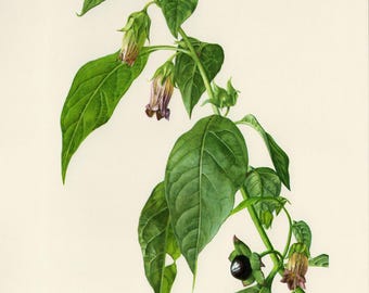 BELLADONNA DEADLY NIGHTSHADE Vintage Lithographie von 1974