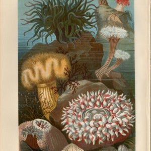 SEANÉNONE DRUCK Antike Lithographie von 1884