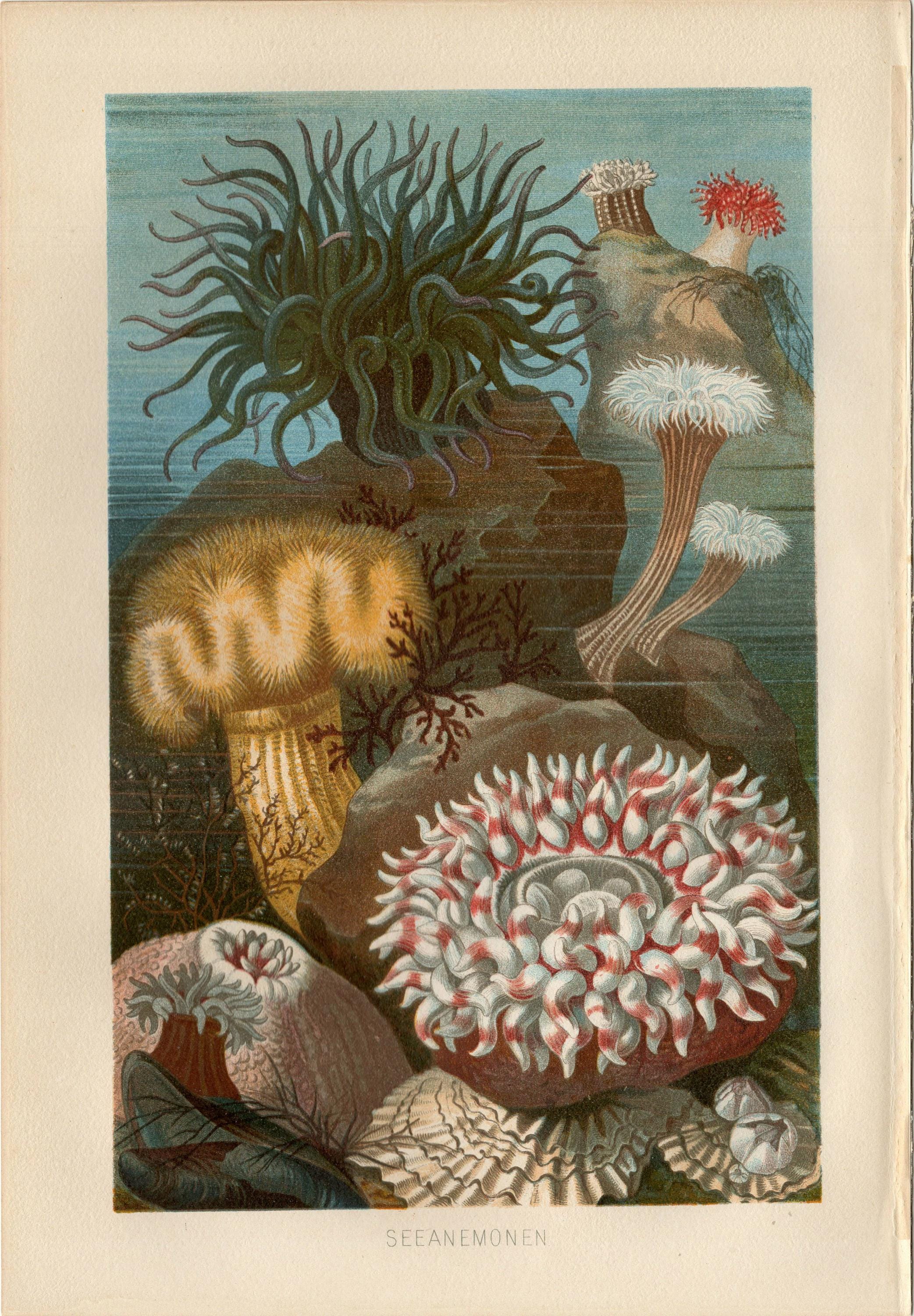 SEA ANEMONE PRINT Antique Lithograph From 1884 - Etsy