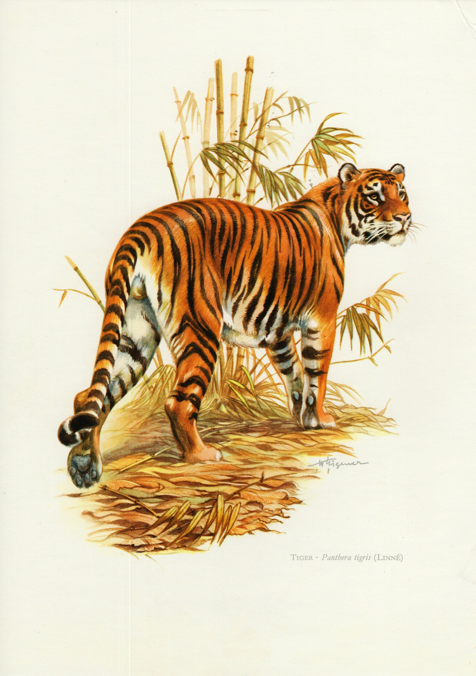 TIGER vintage lithograph from 1974 Etsy